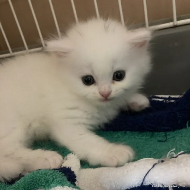 ID：2309-01247の子猫