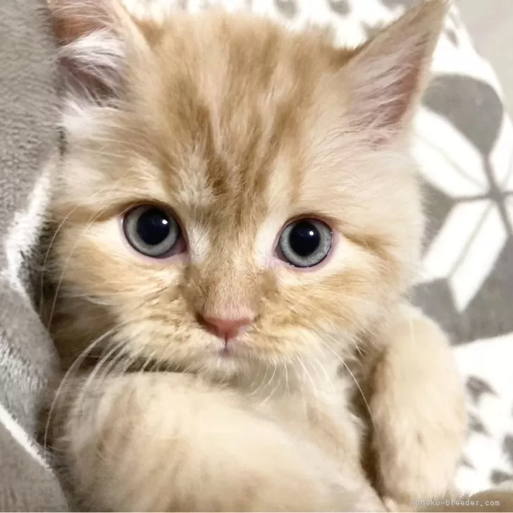 ID：2402-00472の子猫