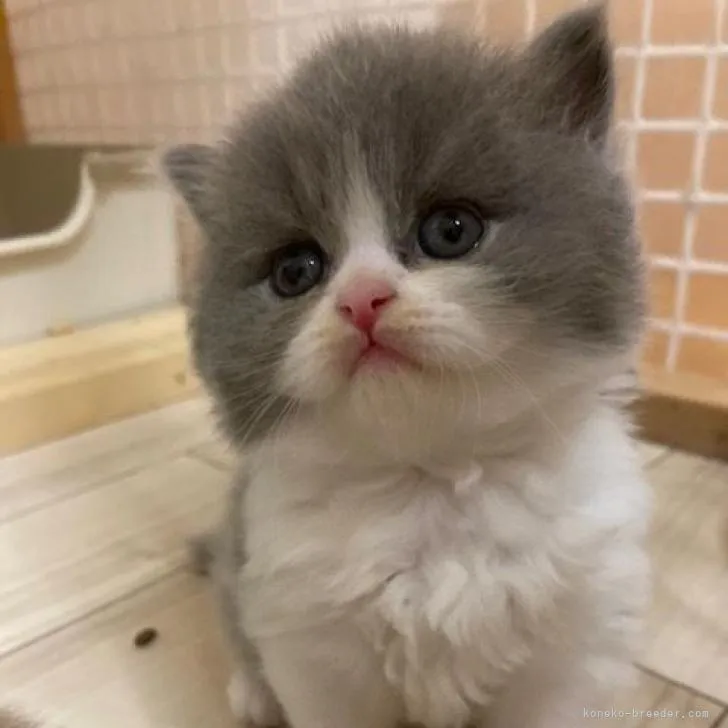 ID:2208-00975の子猫