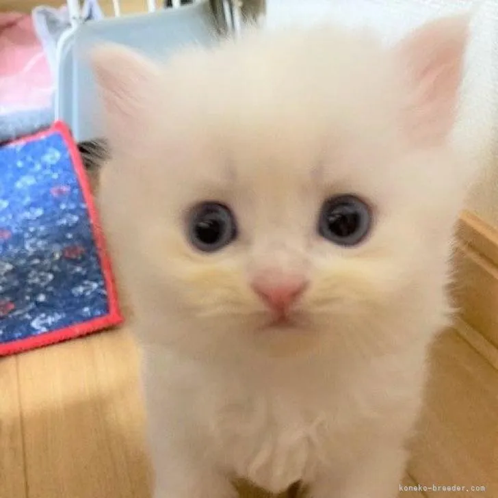 ID:2207-01604の子猫