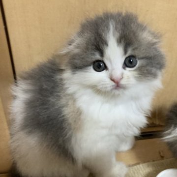 スコティッシュフォールド(折れ耳)【三重県・女の子・2023年5月6日・ダイリュートキャリコ（ロング）】の写真「きれいな模様の女の子♡」