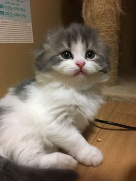 スコティッシュフォールド(折れ耳)【三重県・男の子・2020年3月24日・ブルータビー&ホワイト（ロング）】の写真「きれいなハチワレ男の子☆」
