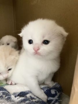 スコティッシュフォールド(折れ耳)【三重県・女の子・2021年4月6日・ホワイト（ショート）】の写真「まん丸お顔の折れ耳の女の子❤️」