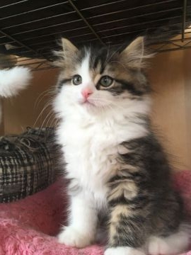 スコティッシュフォールド(立ち耳)【三重県・男の子・2018年10月10日・ブラウンタビー&ホワイト（ロング　立耳）】の写真「きれいな模様のかわいい男の子★」