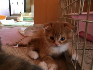 スコティッシュフォールド【三重県・男の子・2016年6月28日・レッドマッカレルタビー&ホワイト（ショート～セミロング　折れ耳）】の写真「がっちりした体格の男の子」