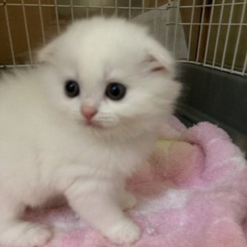 スコティッシュフォールド(折れ耳)【三重県・男の子・2023年8月10日・ホワイト（ロング）】の写真「男前の真っ白な男の子☆」