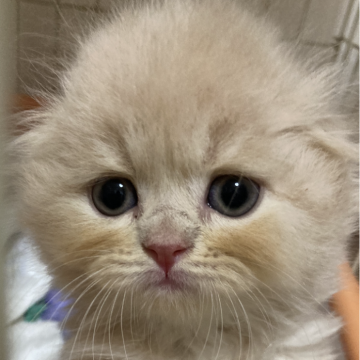 スコティッシュフォールド(折れ耳)【三重県・男の子・2024年8月15日・クリーム（ロング）】の写真「きれいな毛色の男の子☆」