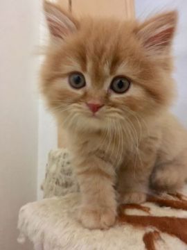 スコティッシュフォールド(立ち耳)【三重県・男の子・2018年12月20日・カメオタビー（ロング）】の写真「まん丸お顔のきれいな模様の王子様☆」