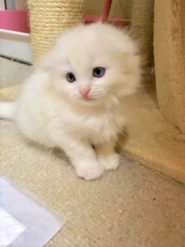 スコティッシュフォールド(折れ耳)【三重県・女の子・2018年3月27日・ホワイト（ロング折れ耳）】の写真「珍しいオッドアイの折れ耳女の子♡」
