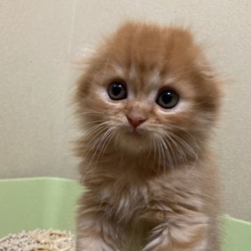 スコティッシュフォールド【三重県・男の子・2023年6月30日・レッドタビー（ロング）】の写真「綺麗な模様の男の子👦」