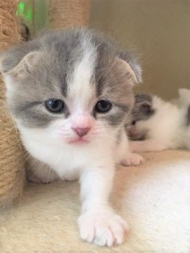 スコティッシュフォールド(折れ耳)【三重県・男の子・2020年3月24日・ブルータビー&ホワイト（ショート）】の写真「まん丸ムチムチ鼻グロくん☆」