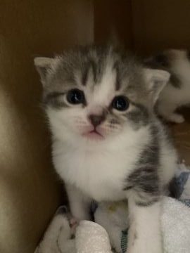 スコティッシュフォールド(立ち耳)【三重県・男の子・2021年4月6日・ブルータビーホワイト（ショート）】の写真「いつもカメラ目線の男の子✨」