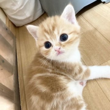 スコティッシュフォールド(立ち耳)【三重県・男の子・2023年5月30日・レッドタビー（ショート）】の写真「きれいなシマシマの男の子☆」