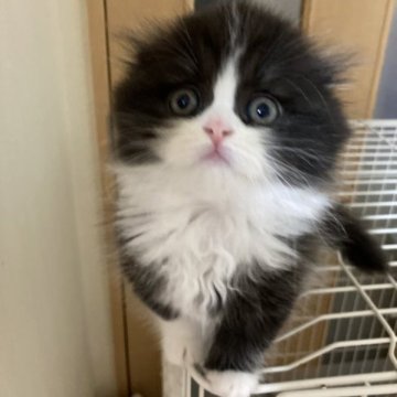スコティッシュフォールド【三重県・男の子・2023年5月30日・ブラックホワイト（ロング）】の写真「モフモフハチワレ気味の男の子☆」