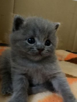 ブリティッシュショートヘア【三重県・男の子・2020年10月25日・ブルー（ショート）】の写真「毛がモフモフの男の子✨父親トリプルチャンピオン👍」