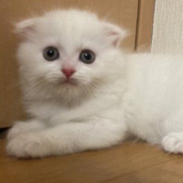 スコティッシュフォールド(折れ耳)【三重県・男の子・2023年4月7日・ホワイト（ロング）】の写真「真っ白ふわふわの男の子☆」