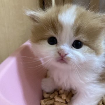 スコティッシュフォールド(立ち耳)【三重県・男の子・2024年3月21日・レッドタビー&ホワイト（ロング）】の写真「きれいな模様の男の子☆」