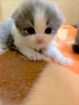 スコティッシュフォールド(折れ耳)【三重県・男の子・2021年4月7日・ブルーホワイト（ロング）】の写真「きれいなハチワレ　かわいい男の子☆」