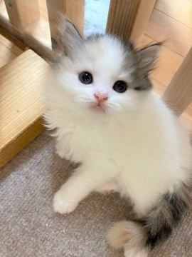 スコティッシュフォールド(立ち耳)【三重県・女の子・2020年9月7日・キャリコ（ロング）】の写真「個性的な柄の女の子♡」