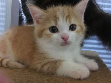 スコティッシュフォールド(立ち耳)【三重県・男の子・2018年6月8日・レッドマッカレルタビーアンドホワイト（ショート）】の写真「綺麗な毛色の王子様⭐️」