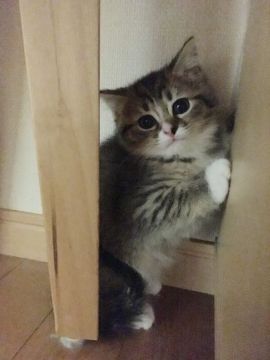 スコティッシュフォールド(立ち耳)【三重県・女の子・2018年1月16日・ブラウンタビー&ホワイト（ショート）】の写真「つぶらな瞳の女の子♡」