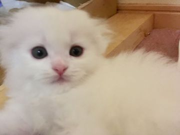 スコティッシュフォールド(折れ耳)【三重県・男の子・2018年6月8日・ホワイト（セミロング）】の写真「真っ白でまん丸なお顔の王子様☆」