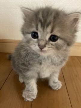スコティッシュフォールド(立ち耳)【三重県・女の子・2021年7月20日・ブルーパッチドタビー（ロング）】の写真「優しい模様の女の子♡　訳アリ」