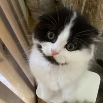 スコティッシュフォールド(折れ耳)【三重県・男の子・2023年5月6日・ブラックホワイト（ロング）】の写真「次元大介現る」