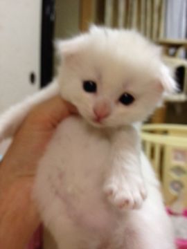 スコティッシュフォールド【三重県・女の子・2015年5月8日・ホワイト（ショート）】の写真「真っ白折れ耳の女の子」
