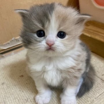 スコティッシュフォールド(立ち耳)【三重県・女の子・2023年2月18日・ダイリュートキャリコ（ロング）】の写真「きれいな模様のハチワレ女の子♡」