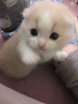 スコティッシュフォールド(折れ耳)【三重県・男の子・2018年1月16日・クリームマッカレルタビー&ホワイト（セミロング）】の写真「きれいなハチワレクリームの男の子☆」