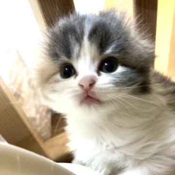 スコティッシュフォールド(折れ耳)【三重県・女の子・2024年3月21日・ダイリュートキャリコ（ロング）】の写真「きれいな模様の女の子♡」