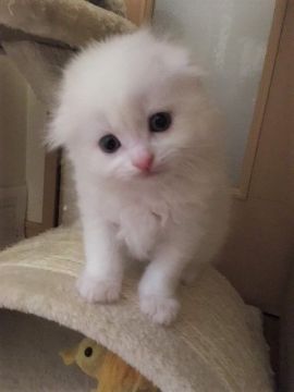 スコティッシュフォールド(折れ耳)【三重県・男の子・2018年2月28日・ホワイト（ロング）】の写真「珍しい真っ白な男の子☆」