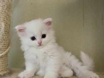 スコティッシュフォールド(立ち耳)【三重県・女の子・2019年4月14日・ホワイト（ロング）】の写真「真っ白ホワホワ　オッドアイの女の子♡」