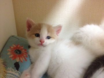 スコティッシュフォールド【三重県・男の子・2015年5月8日・タビー（ショート立耳）】の写真「茶白水玉模様の男の子」