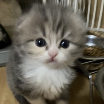 スコティッシュフォールド(折れ耳)【三重県・女の子・2024年3月21日・ブルーパッチドタビーホワイト（ロング）】の写真「まん丸かわいいお顔の女の子♡」