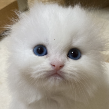 スコティッシュフォールド(折れ耳)【三重県・男の子・2022年12月8日・ホワイト（ロング）】の写真「ブルーアイの真っ白モフモフ男の子☆」