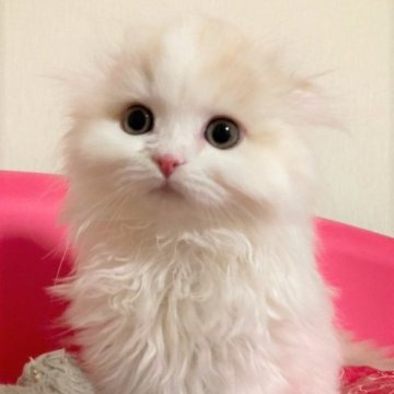 スコティッシュフォールド【三重県・男の子・2023年2月18日・クリームホワイト（ロング）】の写真「優しい毛色の男の子☆」