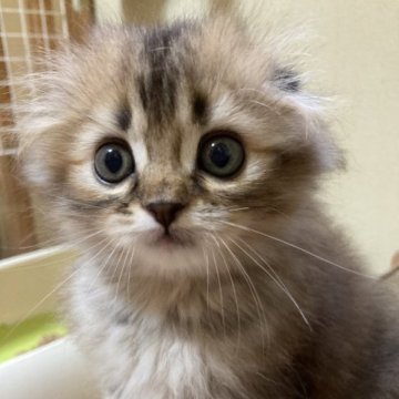 スコティッシュフォールド【三重県・女の子・2023年6月30日・ブラウンタビー（ロング）】の写真「可愛いお顔の女の子👧」