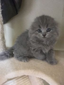 スコティッシュフォールド(折れ耳)【三重県・女の子・2018年2月28日・ブルータビー（ロング）】の写真「もふもふのきれいな毛並みの女の子♡」