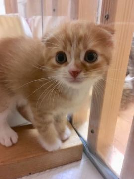 スコティッシュフォールド(折れ耳)【三重県・男の子・2018年6月8日・レッドマッカレルタビー&ホワイト（ショート）】の写真「お耳の折れたきれいな模様の王子様☆」