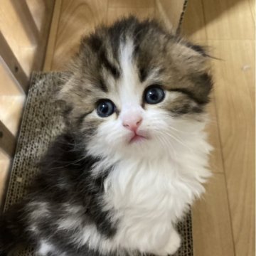 スコティッシュフォールド(折れ耳)【三重県・男の子・2024年3月21日・ブラウンタビー&ホワイト（ロング）】の写真「まん丸かわいいお顔の男の子☆」