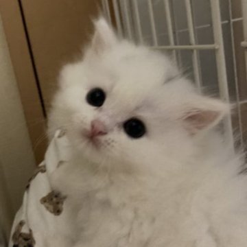 スコティッシュフォールド(立ち耳)【三重県・女の子・2023年8月10日・ホワイト（ロング）】の写真「真っ白ふわふわの女の子♡」