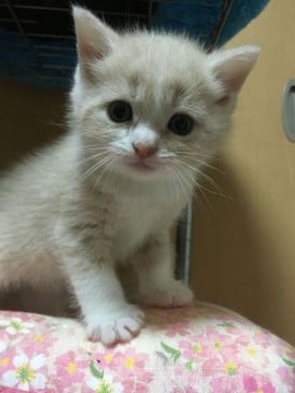 スコティッシュフォールド(立ち耳)【三重県・男の子・2017年8月30日・クリームタビー&ホワイト（ショート）】の写真「犬ぽいまん丸な男の子☆」