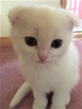 スコティッシュフォールド(折れ耳)【三重県・男の子・2018年1月16日・ホワイト（ショート）】の写真「珍しい真っ白な男の子☆」