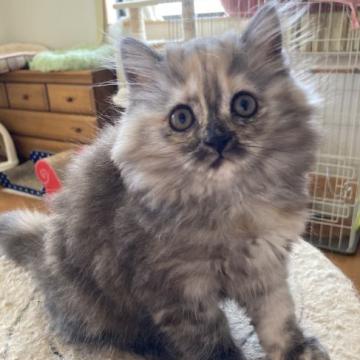 スコティッシュフォールド(立ち耳)【三重県・女の子・2022年6月12日・シェーデットトーティーシェル（ロング）】の写真「個性的な柄の女の子♡」