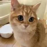 ブリティッシュショートヘア【三重県・男の子・2024年4月12日・シェーデッドゴールデン】の写真1「お目目くりくりかわいいこ🩷」