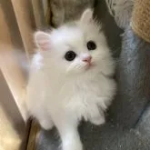 スコティッシュフォールド(立ち耳)【三重県・女の子・2023年7月7日・ホワイト】の写真1「かわいい子です」