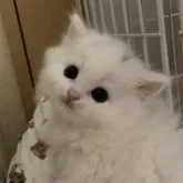 スコティッシュフォールド(立ち耳)【三重県・女の子・2023年8月10日・ホワイト】の写真1「かわいい」