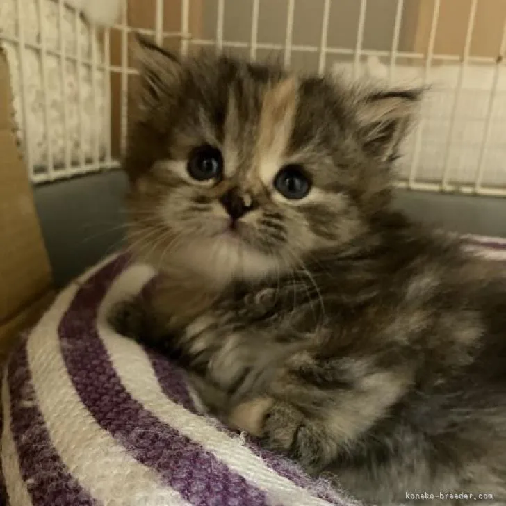 ID：2207-02033の子猫